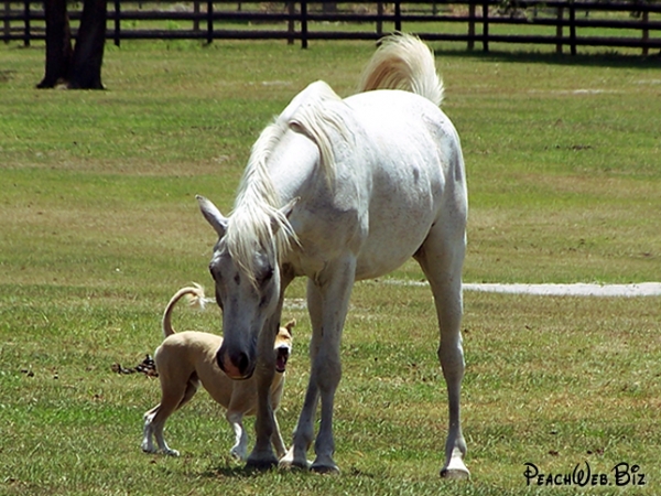Sage and Rowdy