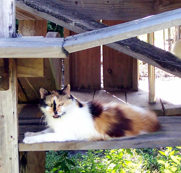 Calico Queen