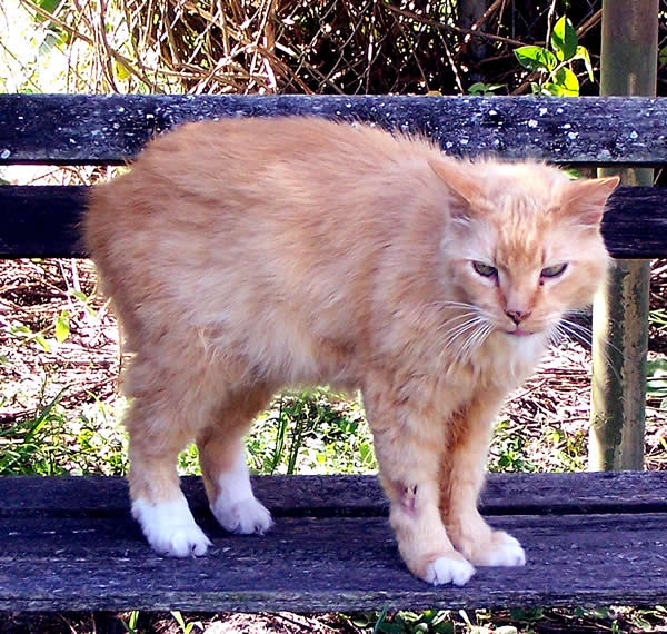 Cat on a Bench