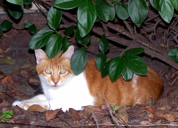 Hiding in the Bushes