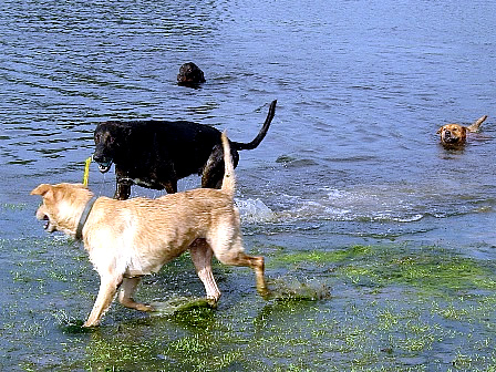 Fun in the Pond