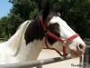 Apache the Blind Horse