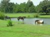 Windhorse Hippos