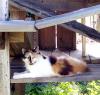Calico Queen