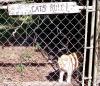 Cats Rule